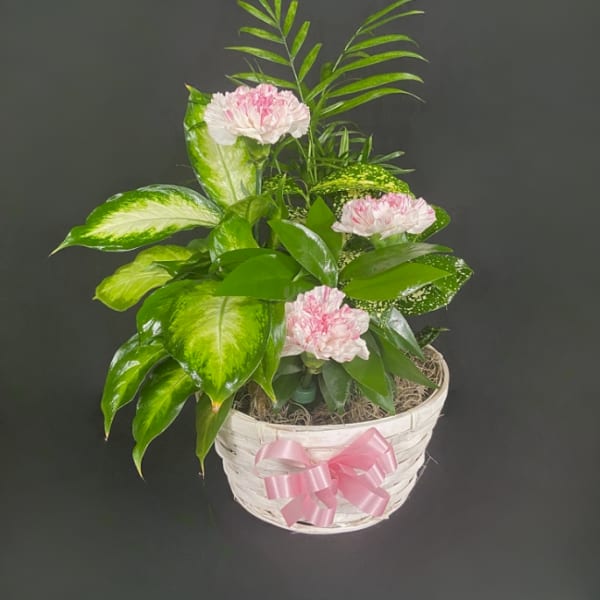 Green houseplant garden with pink carnations in a white basket with a pink bow.
