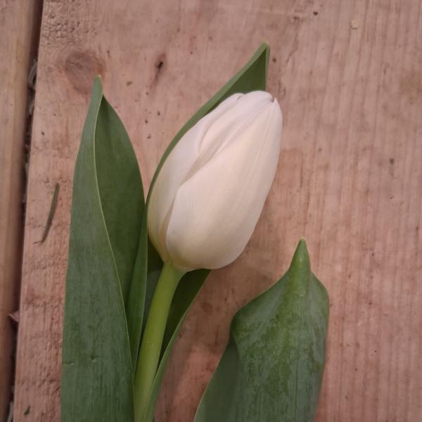 Single white tulip with long green leaves on a wooden surface