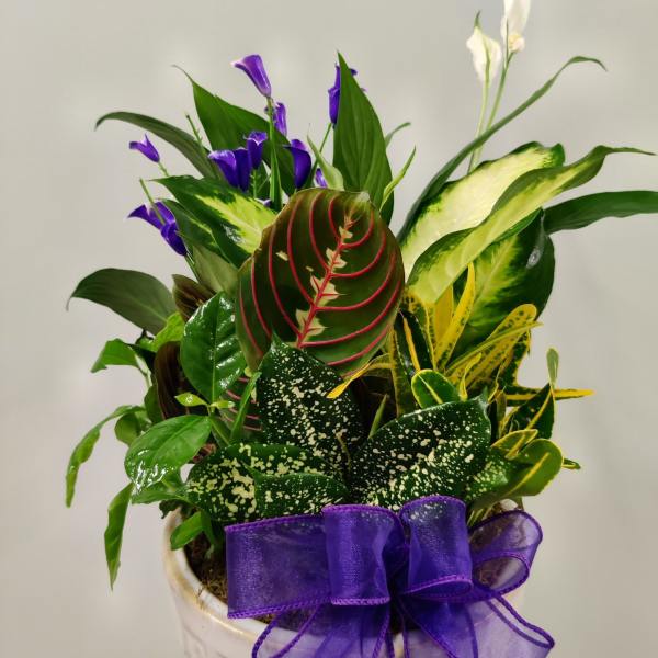 Potted tropical plant arrangement with purple flowers and a purple ribbon