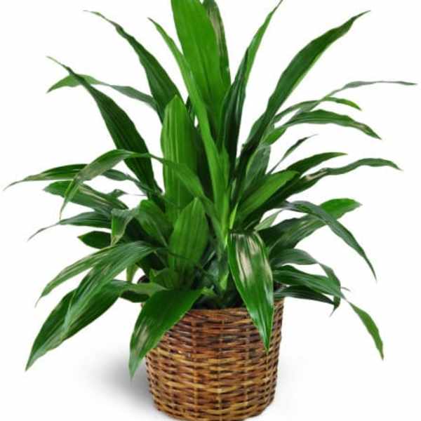 Dracaena Plant in a Basket