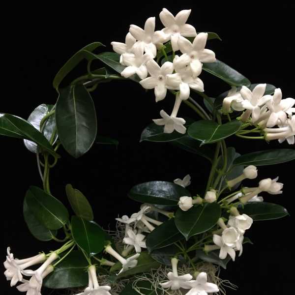 White star-shaped flowers arranged in a gray pot with dark green leaves