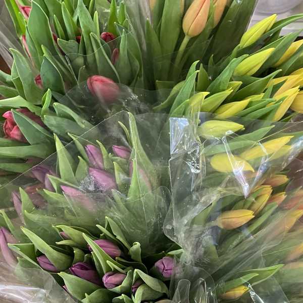 Bunches of multicolored tulips in clear plastic sleeves with yellow, peach, pink, and purple buds.