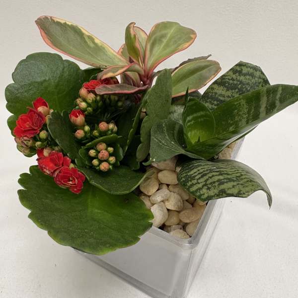 Mixed green plants with small red flowers in a square glass container with pebbles