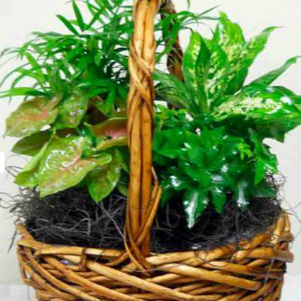 Plant Basket Medium