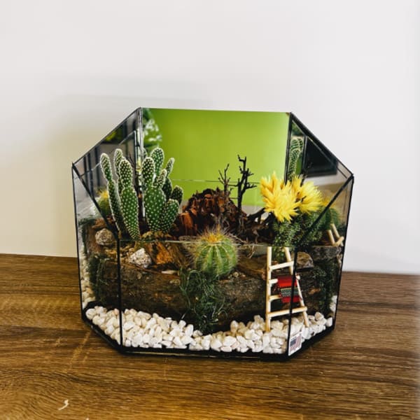 Stunning Cacti Terrarium 10x13