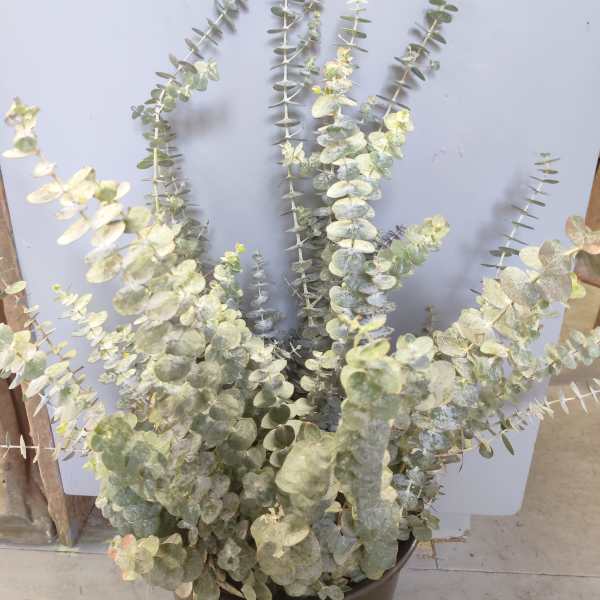 Potted eucalyptus plant with tall silvery-green stems