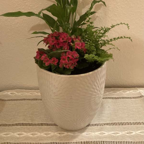 Pink flowering plant arrangement in a white ceramic pot