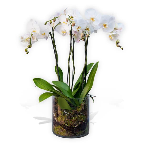 White orchid plant in a glass vase with moss