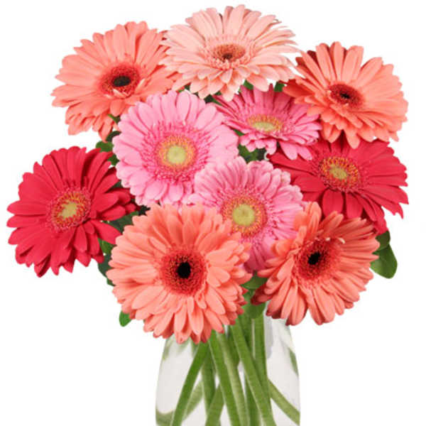 Bouquet of pink and coral gerbera daisies in a clear glass vase