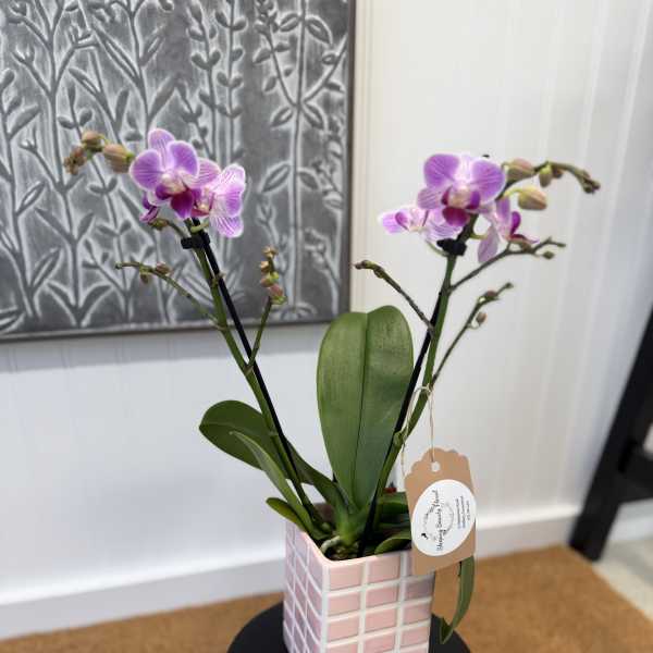 Potted pink-purple orchids in a square ceramic planter