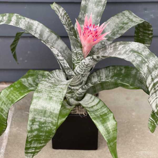 Potted bromeliad with striped green leaves and a pink flower spike