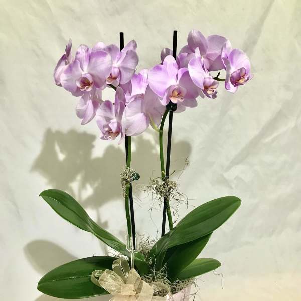 Tall potted lavender phalaenopsis orchid with two blooming stems in a pink pot and ribbon bow.