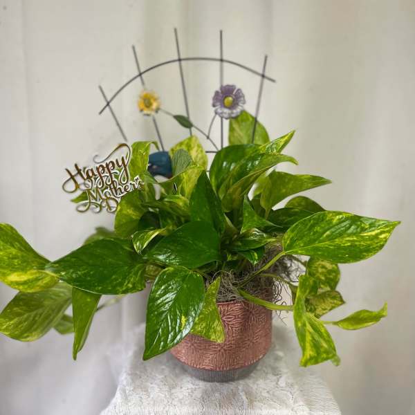 Potted pothos plant with a Mother's Day topper