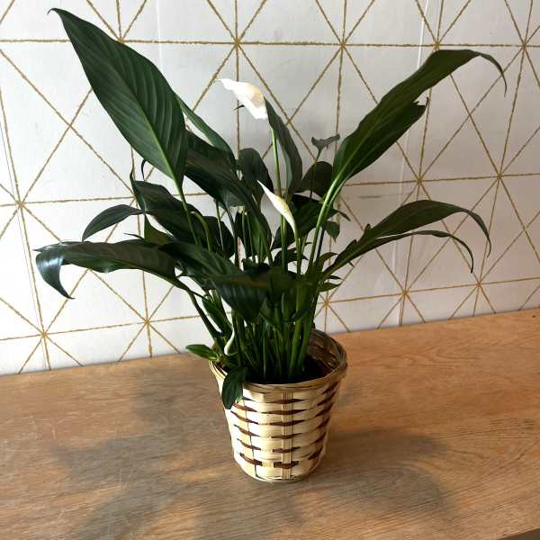 Potted peace lily with white blooms in a woven basket
