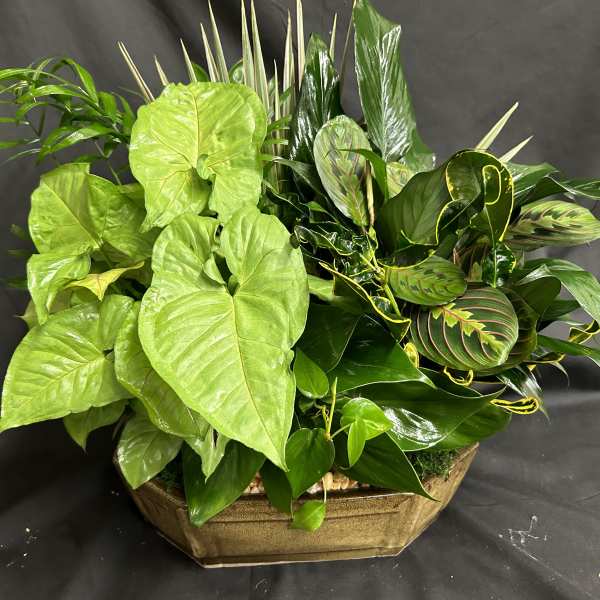 Assorted green foliage plants arranged in a low brown planter