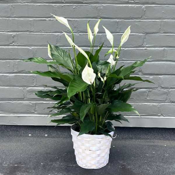 White calla lilies in a white woven pot with broad green leaves.
