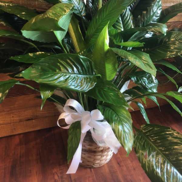 Basket of glossy green peace lily plants tied with white ribbon