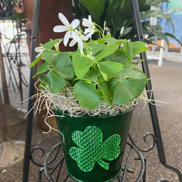 Potted shamrock plant with small white blooms in a green bucket with jeweled clover design