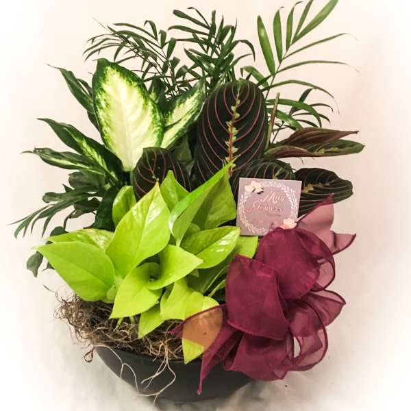 Mixed potted green plants with variegated leaves in a black bowl with a burgundy ribbon bow.