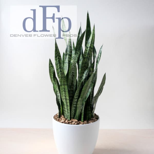 Snake plant or Sanseveria