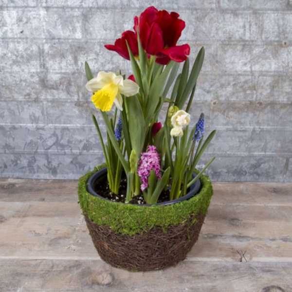 Potted arrangement of red, yellow, and pink spring flowers in a woven basket