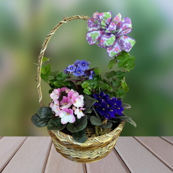 Basket of potted violets with a decorative floral bow