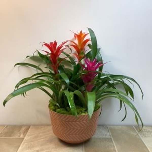 Bromeliad Guzmania, tri-color