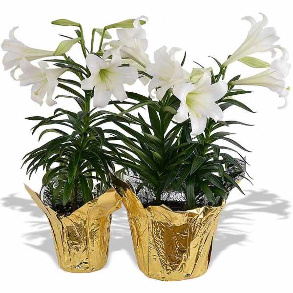 Easter lily plant