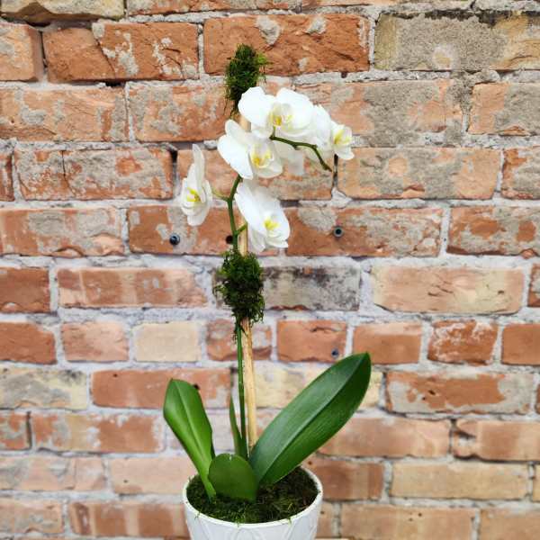 White orchid plant in a white textured pot