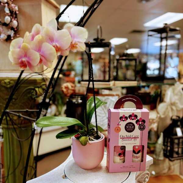Potted pink orchid with a care kit box beside it