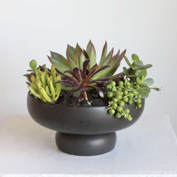 Succulent arrangement in a black pedestal bowl