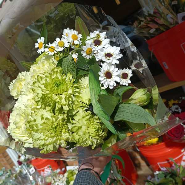 Bouquet of green chrysanthemums and white daisies wrapped in clear plastic