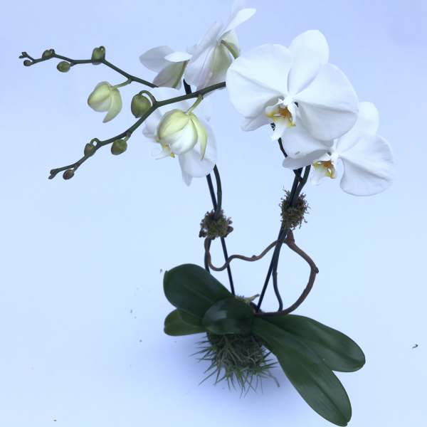 White orchid arrangement with arching stems and broad leaves