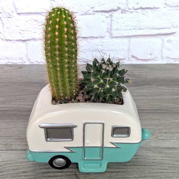 Two small cacti in a camper-shaped ceramic planter