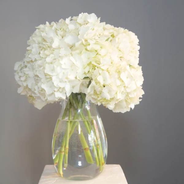 White hydrangeas in a clear glass vase
