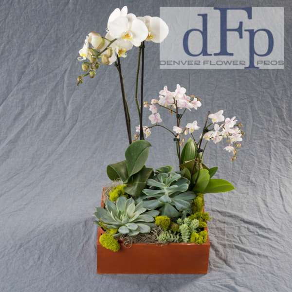 Orchid and succulent arrangement in a rectangular wooden planter