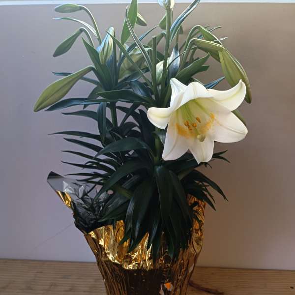 Potted lily plant with white blooms and buds in gold foil wrap