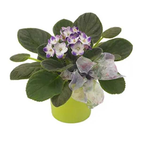 Potted African violet with purple and white blooms in a lime green pot
