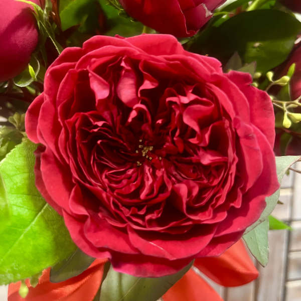 Close-up of red roses with green leaves and a red ribbon