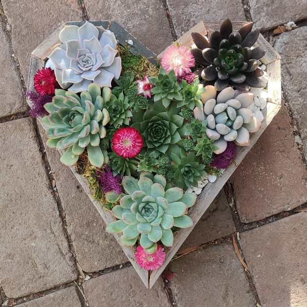 Heart-shaped succulent arrangement with pink accent flowers