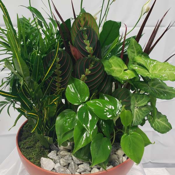 Mixed potted plant arrangement with white spathes and glossy green foliage