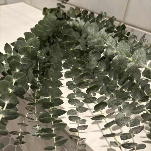 Eucalyptus Bunch