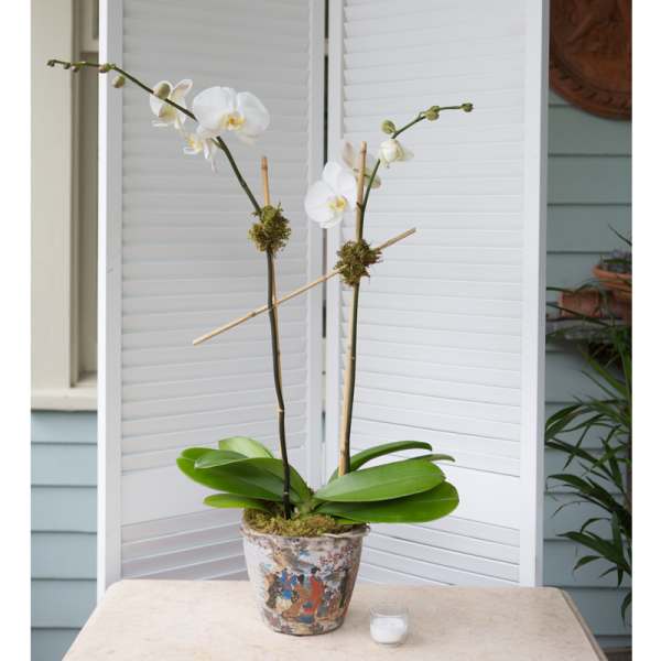 White orchid plant in a decorative pot on a table