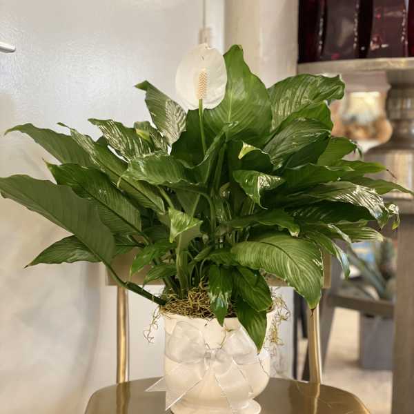 White peace lily in a white pot with a ribbon bow