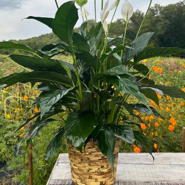 Tall peace lily plant with white blooms in a woven basket pot on a wooden table outdoors.