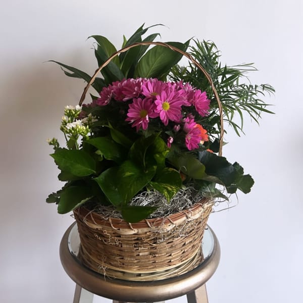 Basket of pink daisies and green foliage on a stool
