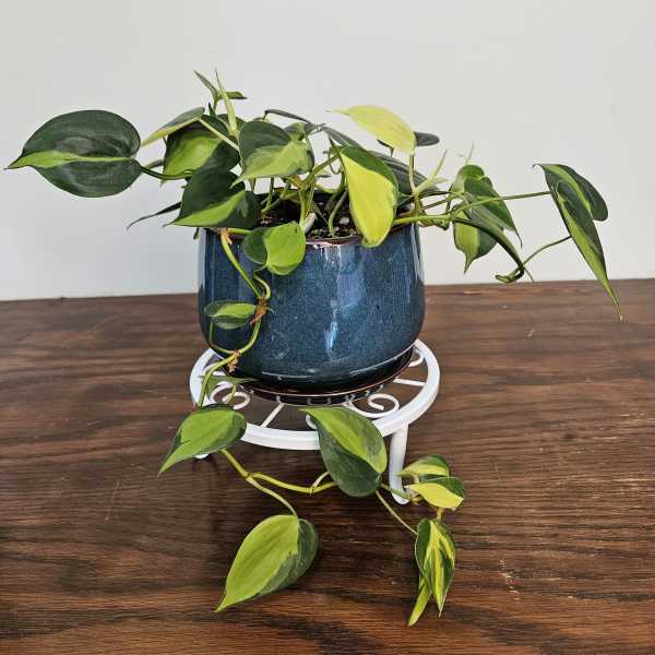 Philodendron "Brazil"