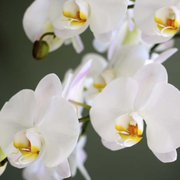 White orchid blooms with yellow centers on a soft green background