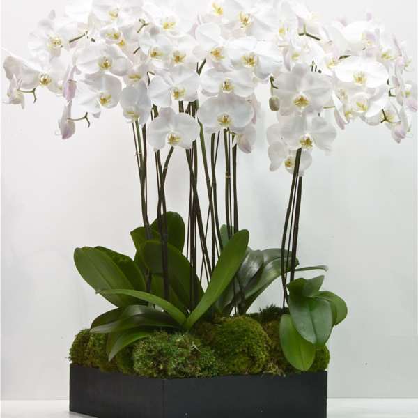White orchids arranged in a black rectangular planter with moss