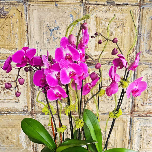 Pink orchids arranged in a shallow gray bowl with moss